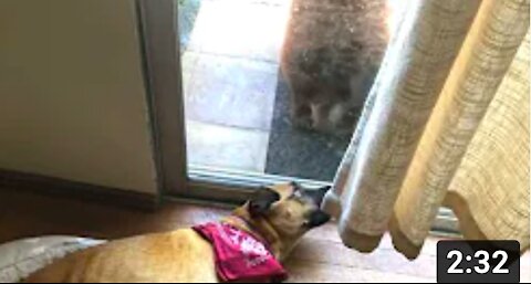 Dog Wakes Up to a Creepy Bear