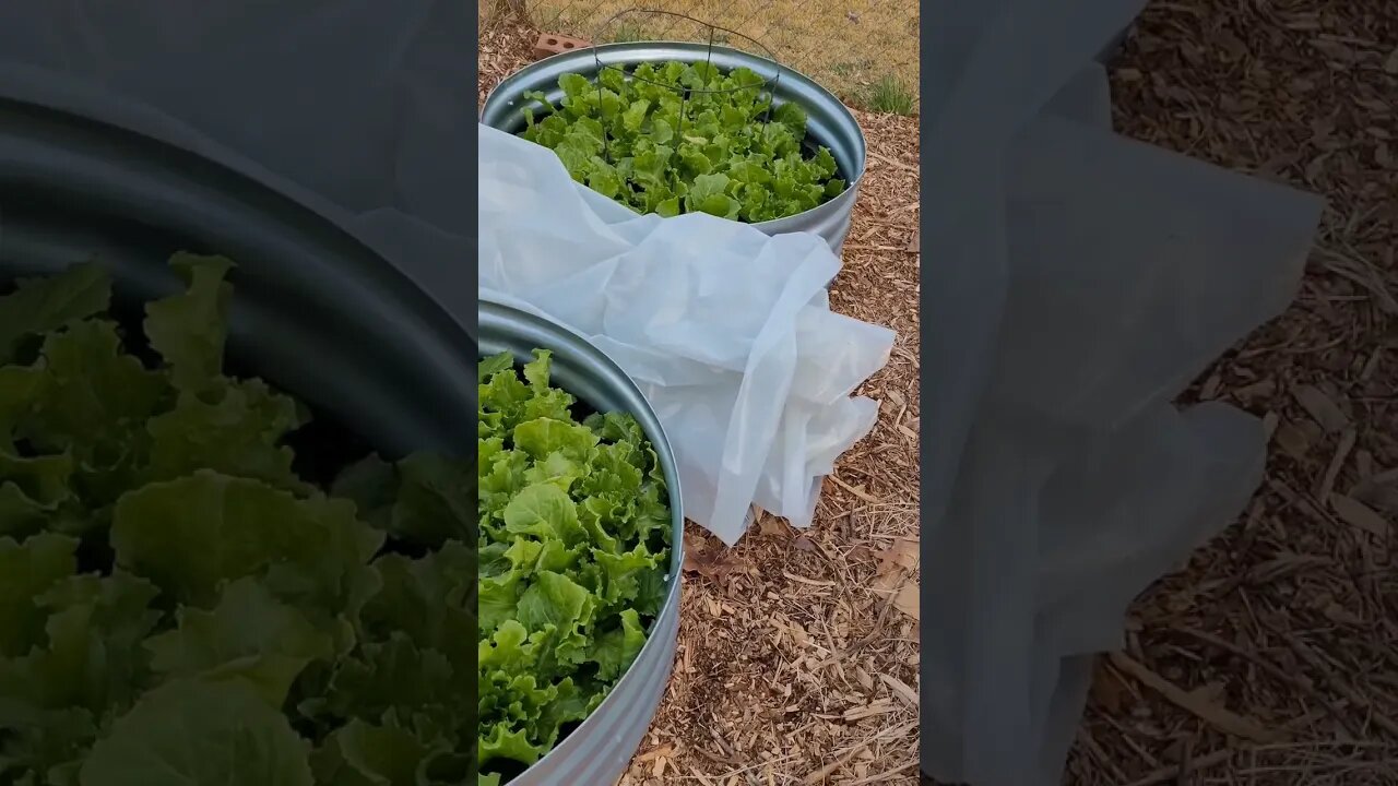 Reused Tomato Cage to Create Mini High Tunnel