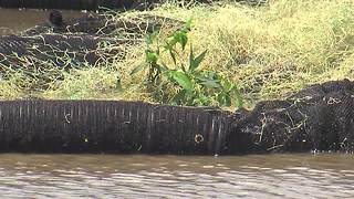BAHS science students, city build floating wetland