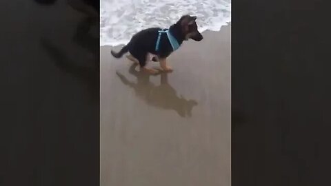 Dog afraid of the ocean