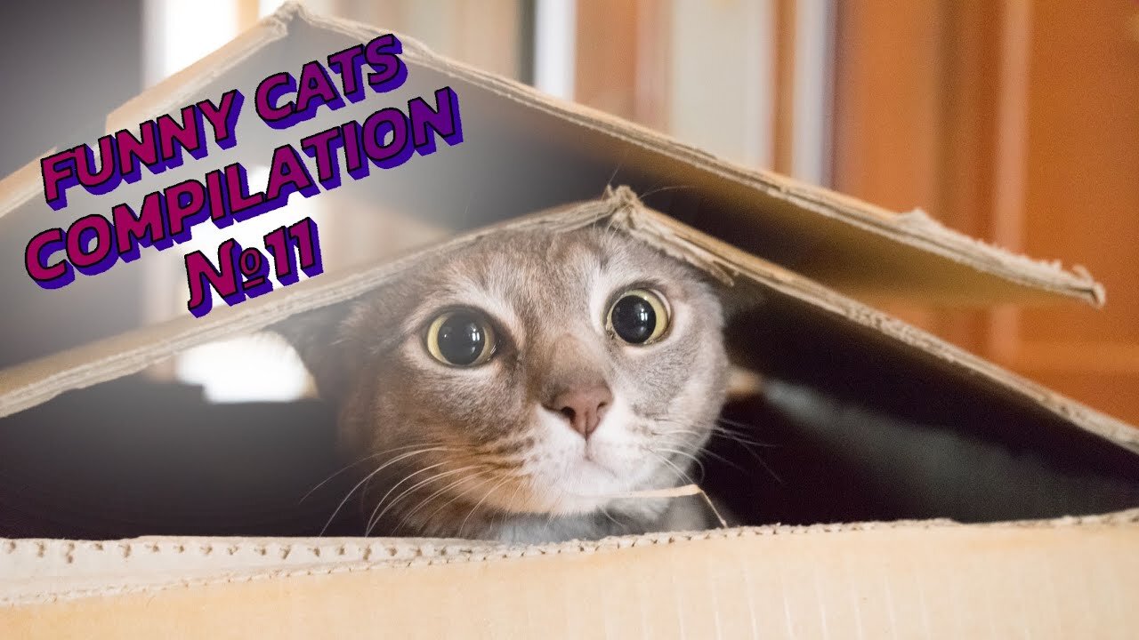 😻😹 LOLcats: Cats in Their Most Hilarious Moments! | Funny cats compilation №11