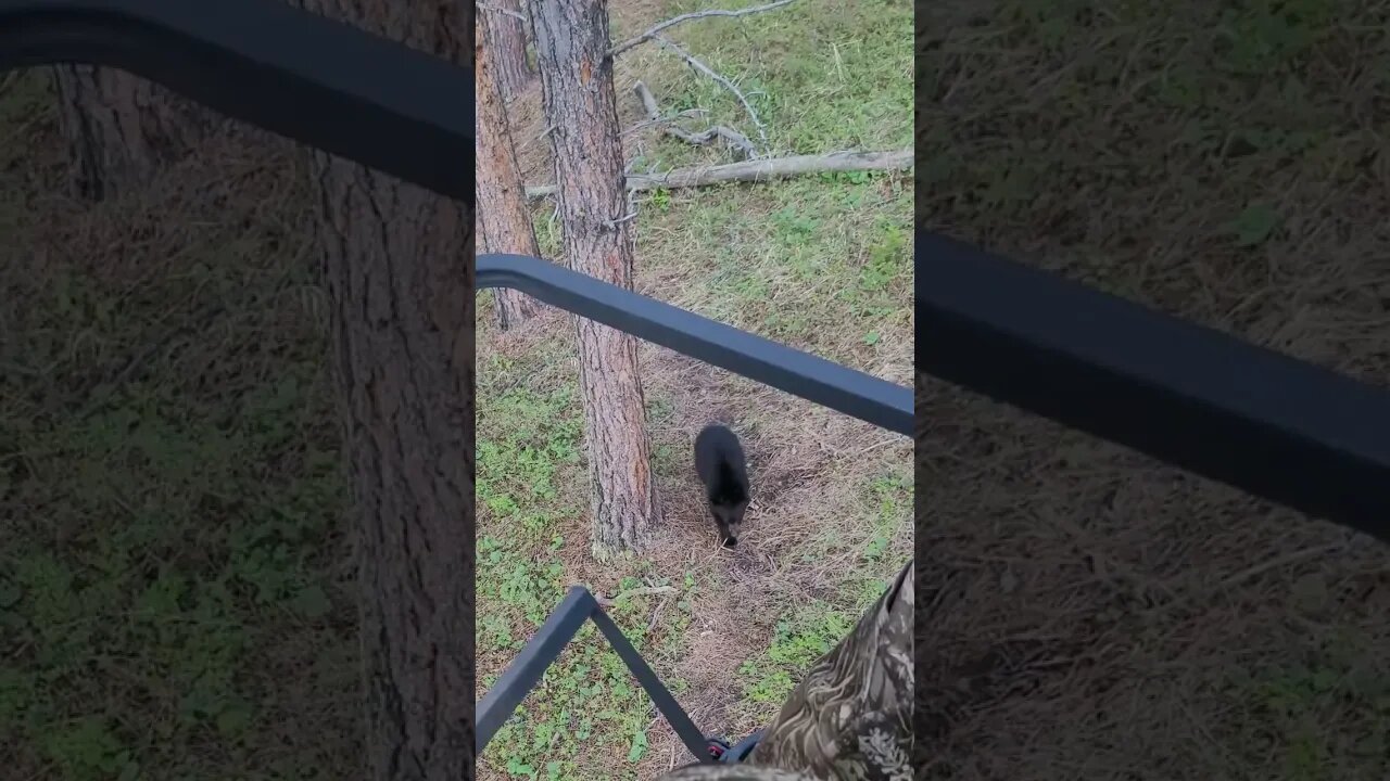 Black Bear at 15 Feet!