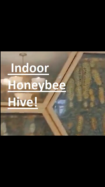 Fascinating Indoor Honeybee Hive!