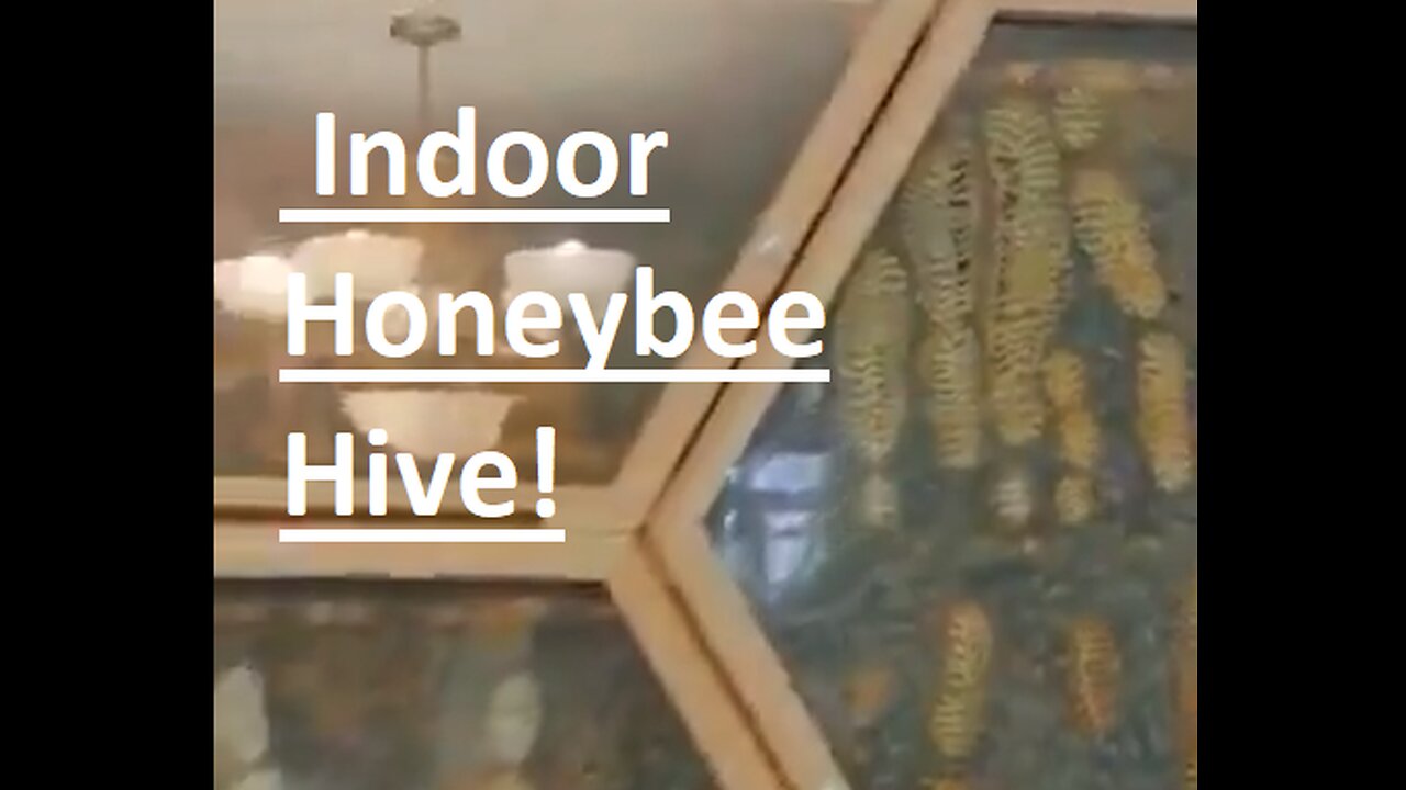 Fascinating Indoor Honeybee Hive!