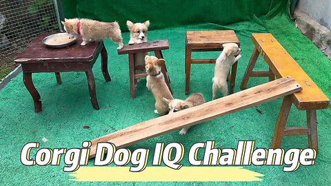 Corgi Dog IQ Challenge