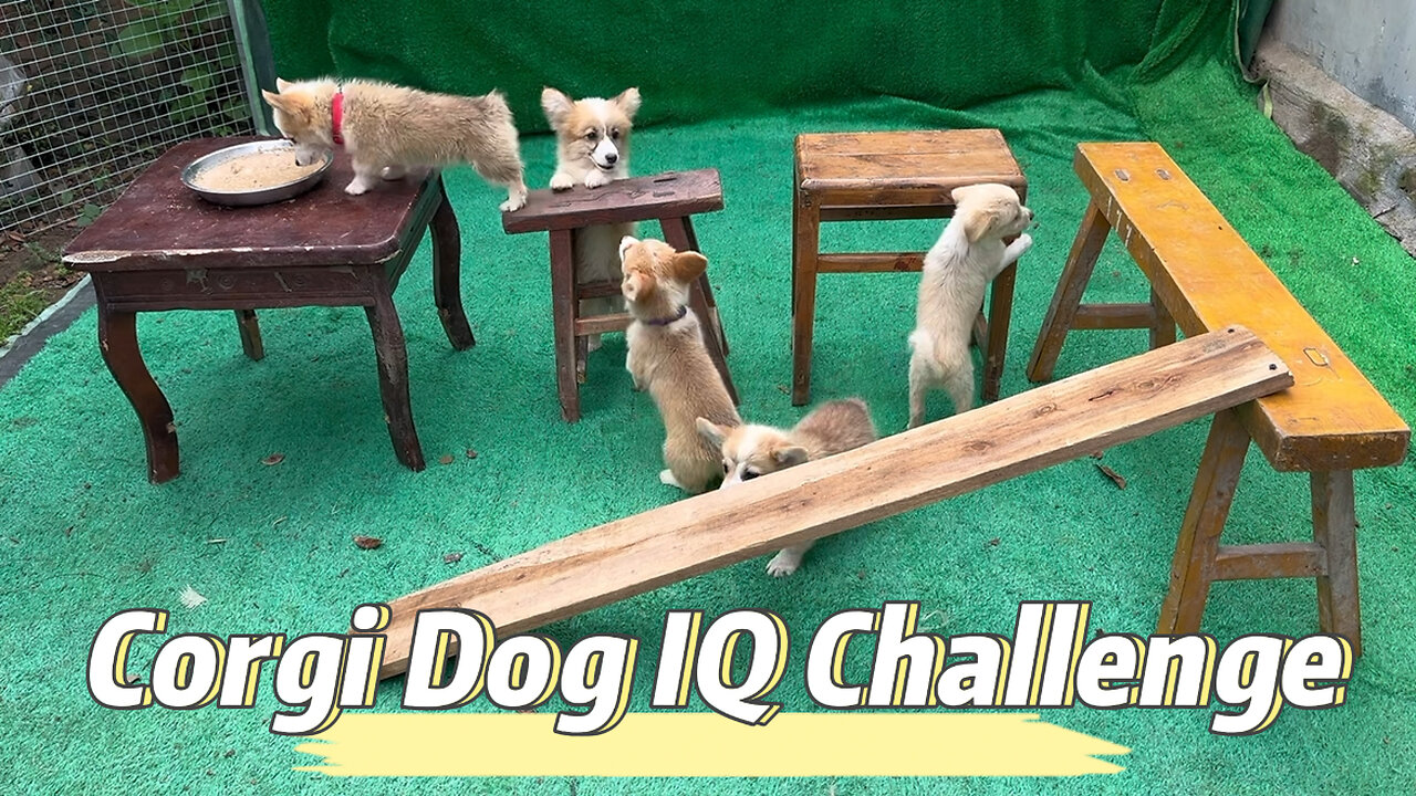 Corgi Dog IQ Challenge