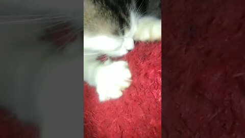 funny cat