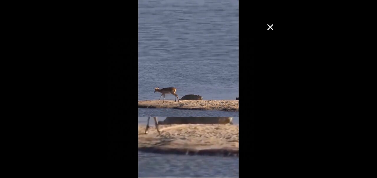 See how the crocodile caught the deer and what it did to him