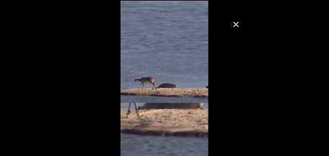 See how the crocodile caught the deer and what it did to him