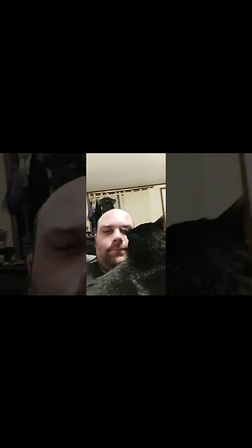 cat laying on me #shortsfeed #shortsvideo #cat #youtubeshorts #catvideos #kitty #kittycat