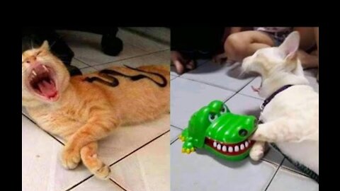 Best Funny Cat Videos That Will Make You Laugh All Day Long 😂😹