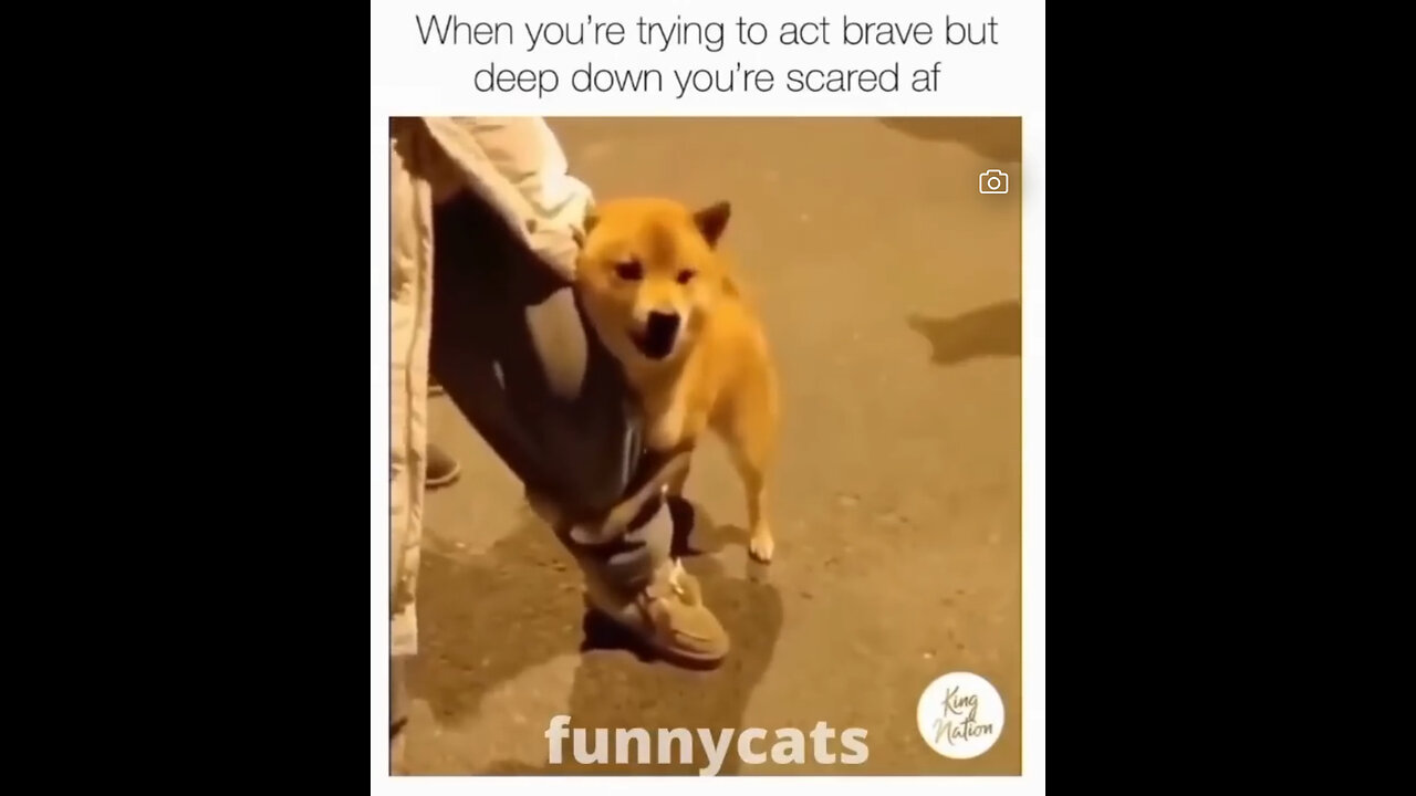 Funny animal video