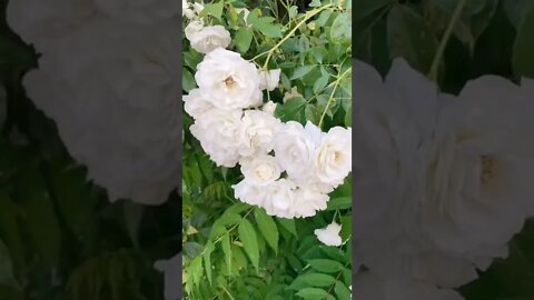Mini Vlog tiktok mind of stella