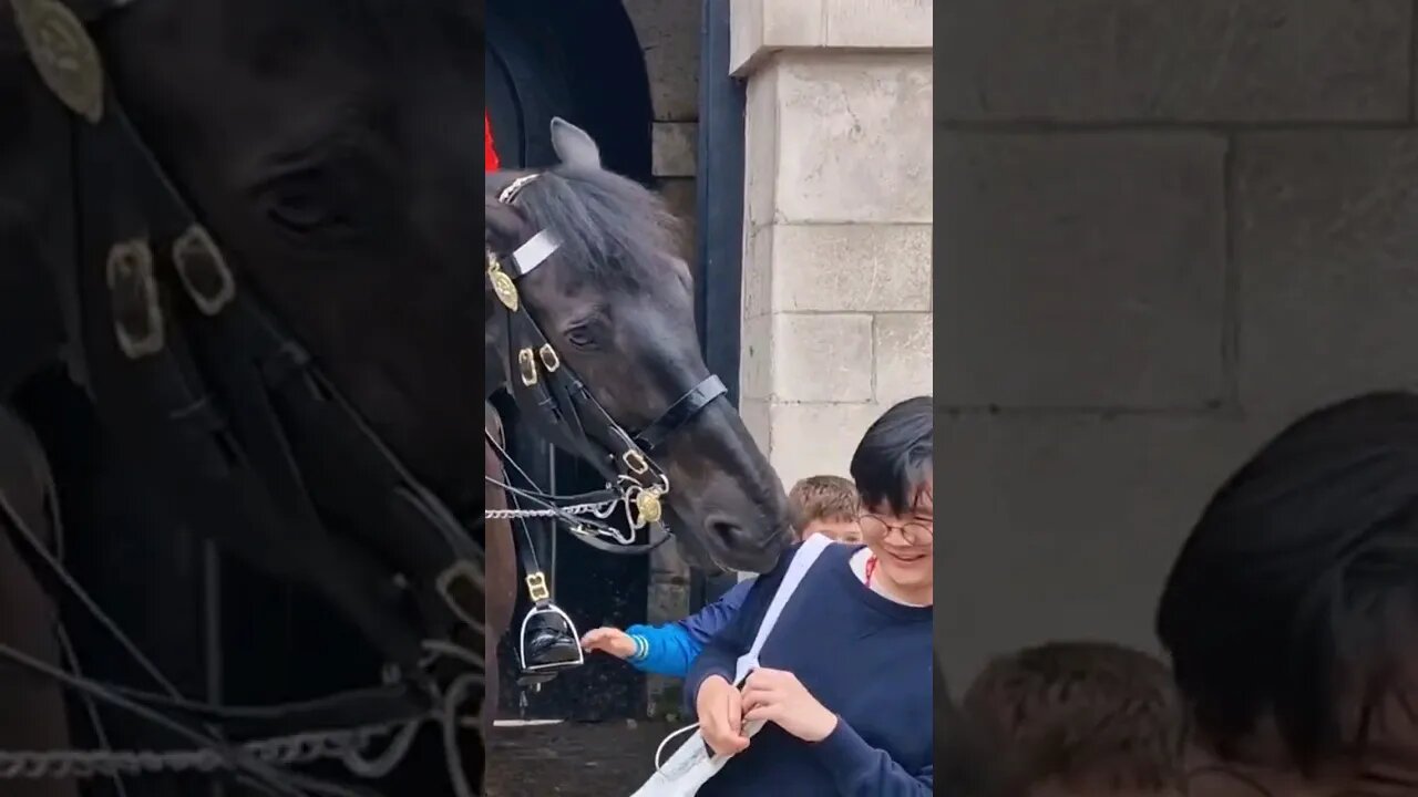 Horse don't like you time to leave #horseguardsparade