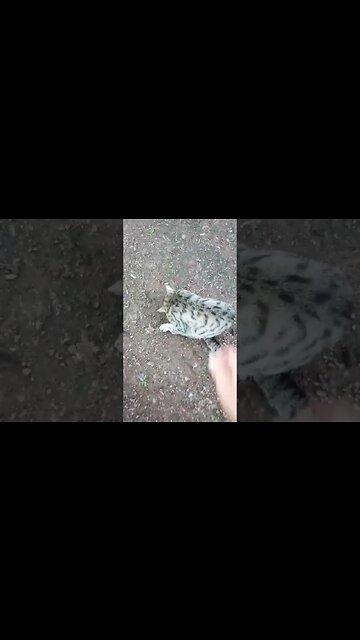 Good morning Blue and Skippy 6th April 2023