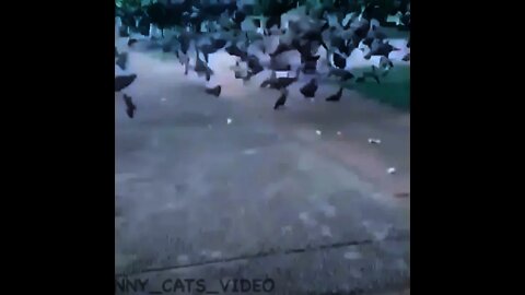 funny cats ||#shorts