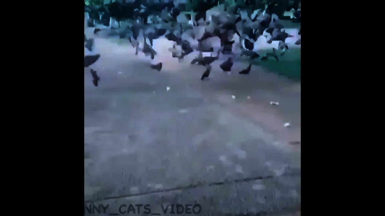 funny cats ||#shorts