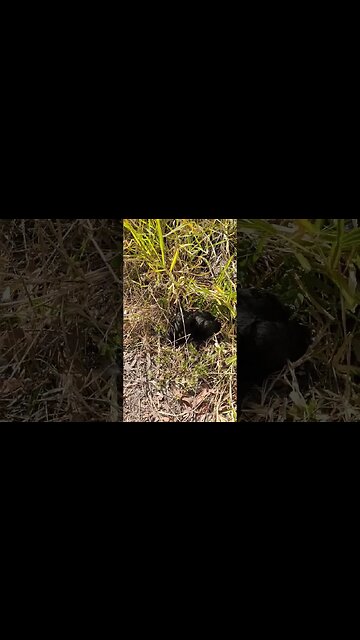 Charlotte has come to see what the gosling is doing