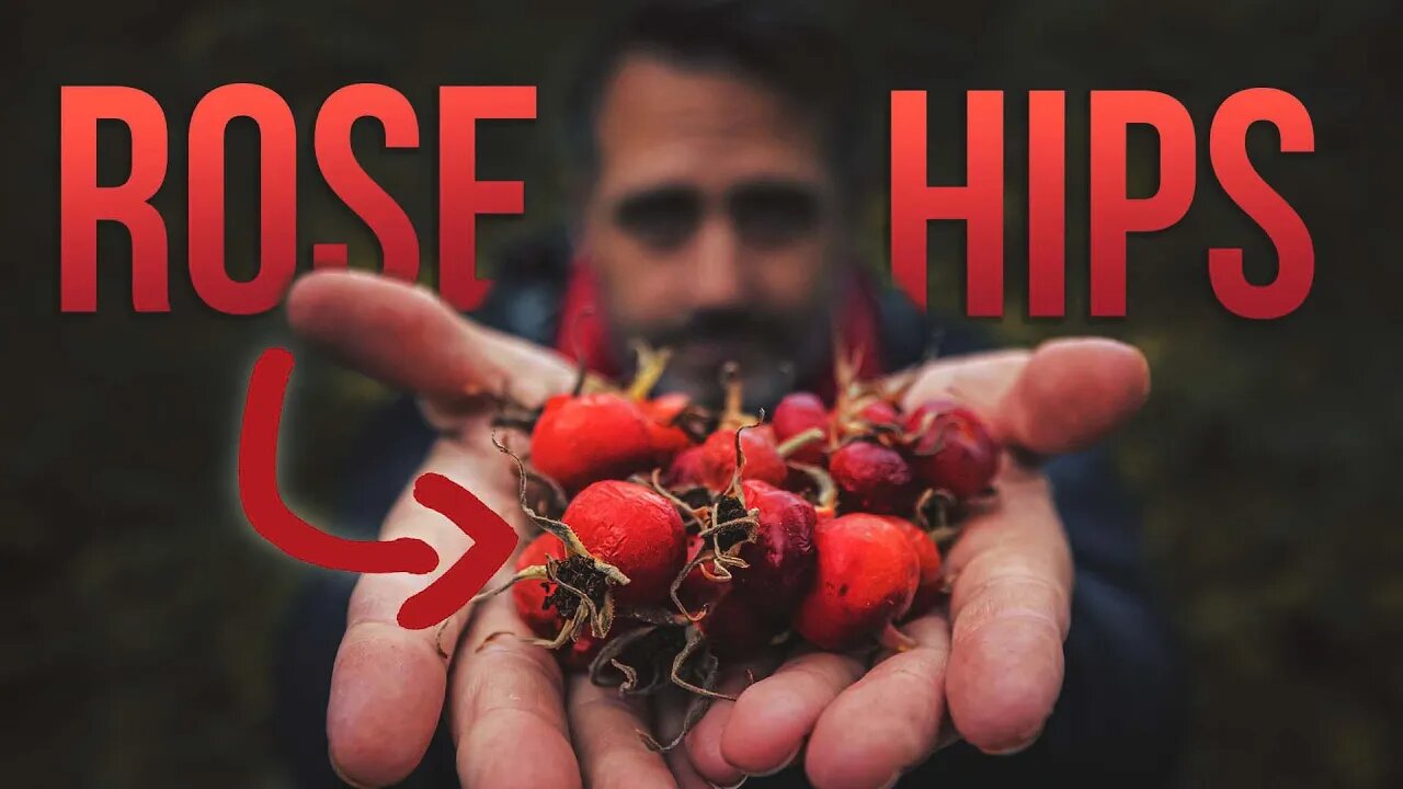 Rose Hips are AMAZING - Itchy-Powder, Medicine, and A Cure for Scurvy...