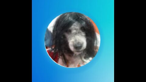 Brazilian cute dog