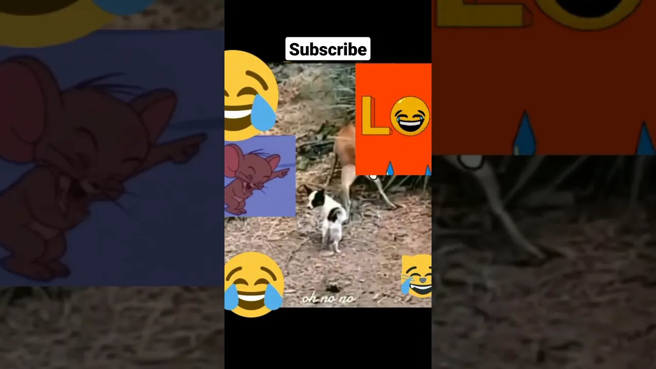 dog complete laughing video viral#dog funny#ytshorts