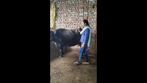 #farmer#Animalover#bufallo