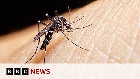 Tiger mosquitoes behind dengue fever rise inEurope | BBC News