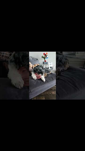 DOG GAME WHAT ARE THESE HUMAN SOULS