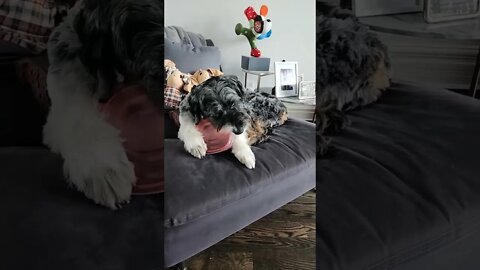DOG GAME WHAT ARE THESE HUMAN SOULS