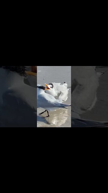 Karen Bird confronts Cheating Boyfriend ! 💩