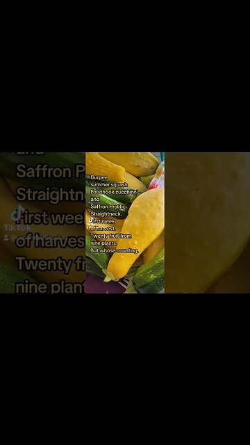Summer Squash