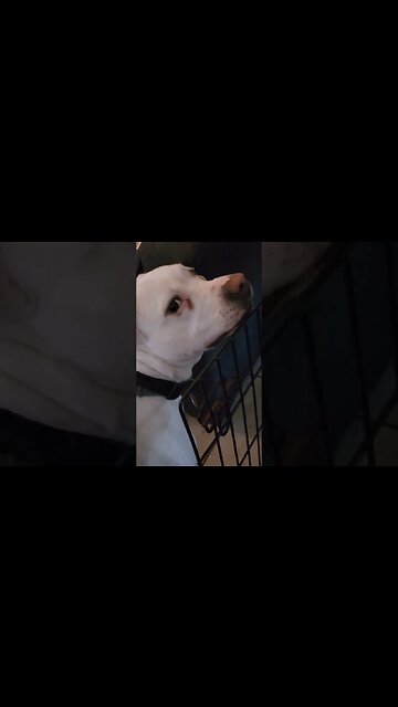 when she's trying so hard to get into stuff #pittie #pittbull