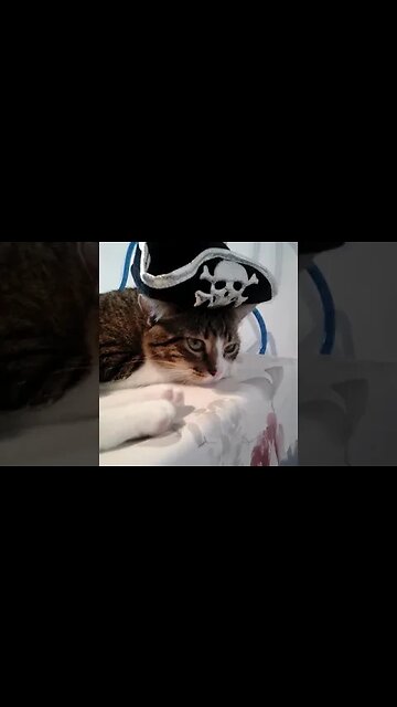 Life at Sea Is Sometimes Boring for a Cat #shorts