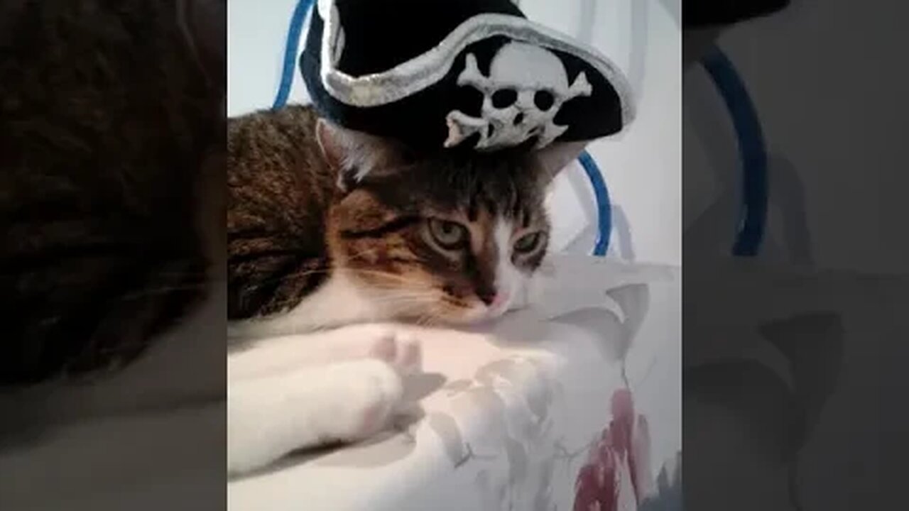 Life at Sea Is Sometimes Boring for a Cat #shorts