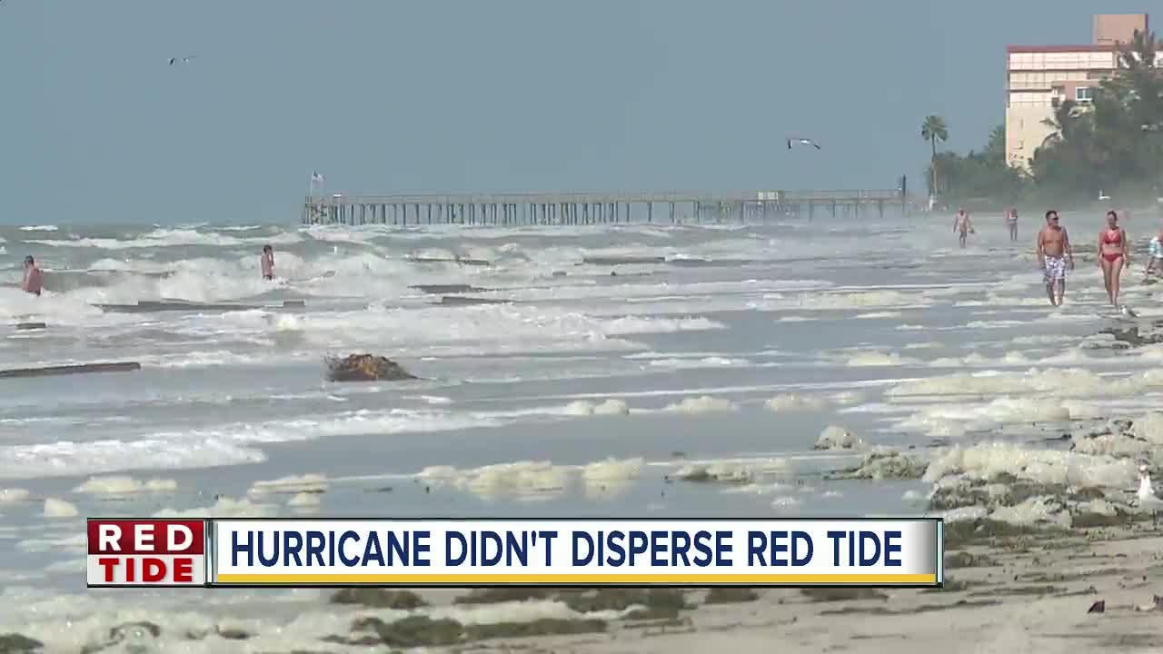 Crews remove dead fish from Pinellas Co. beaches