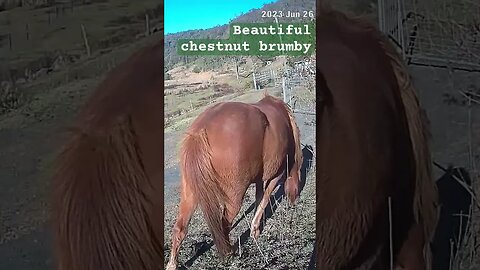 Farm surveillance. Chestnut brumby