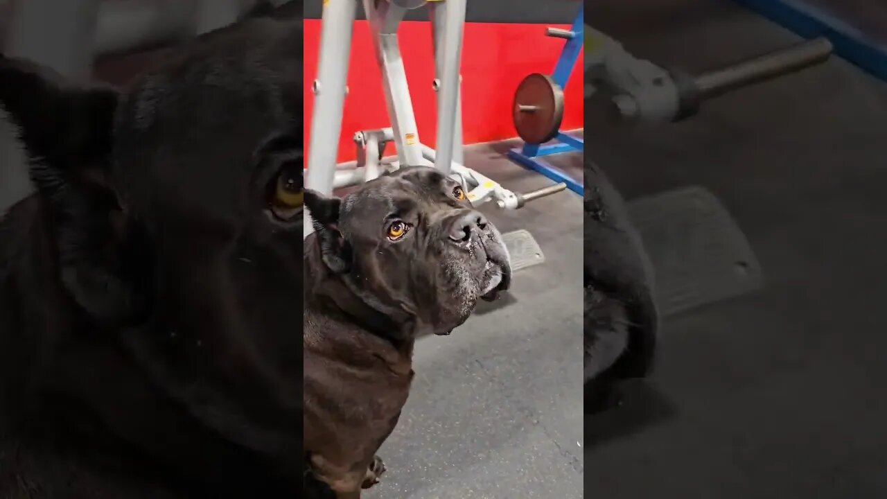 Cane Corso & Cat Stare down 😬 #shorts #dog #cat