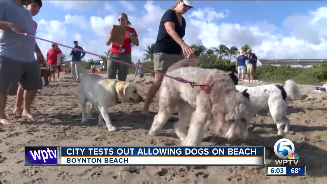 Boynton Beach testing out allowing dogs on the beach