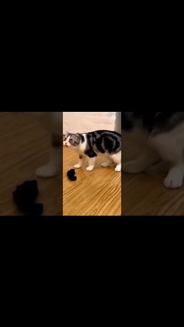 How to STOP The 🐱 cat BITING & CHEWING MACHINE Reality Cat Training | Labrador cat Training #shorts