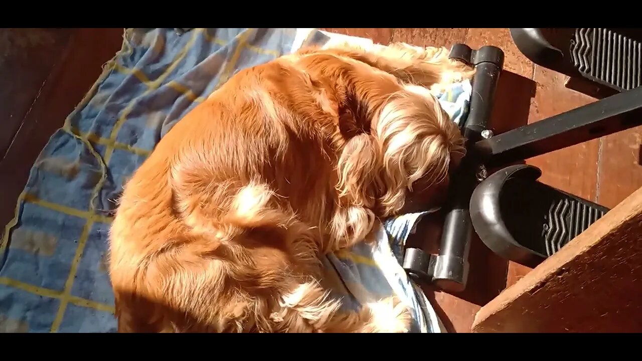 #dogshow , #animals , #dogs