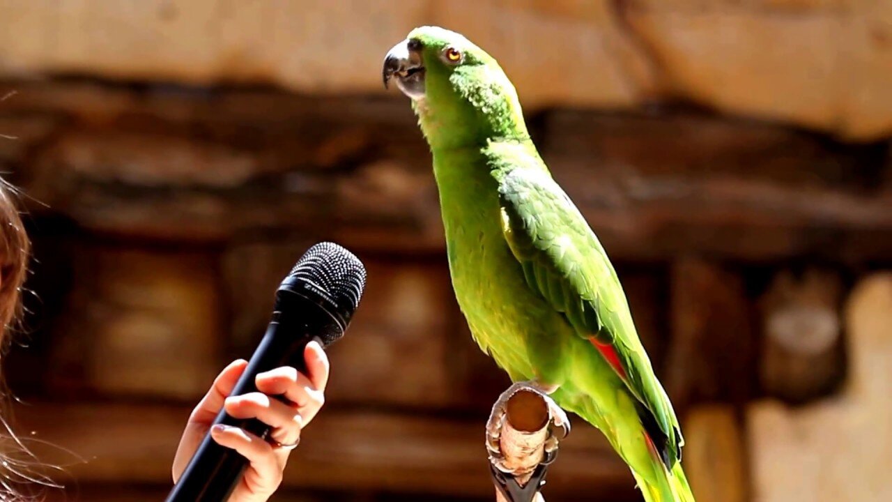 #Singing Talking Laughing Funny Smart Clever # Parrots Viral Video Compilation