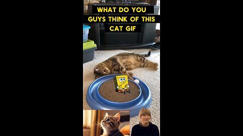 Cute Cat Gif