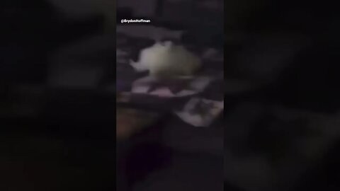 Funny Cat Meme 😂 pt.35 #shorts