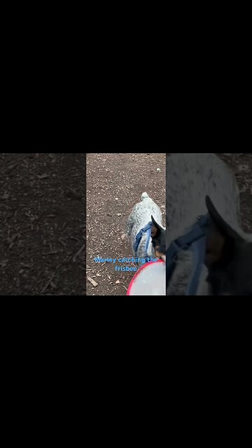 #cattle #cow #cowdog #cattledog #beef #herdingdog #dog #australiancattledog #cowboys #frisbee #dog