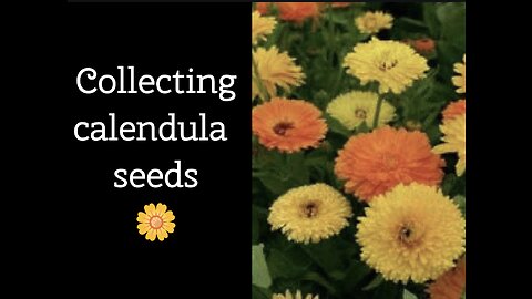 Harvesting Calendula Seeds