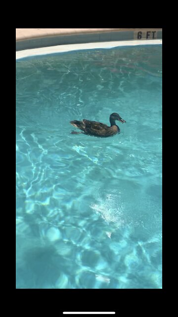 Causal Day for This Duck