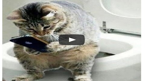 Funniest cats and dogs