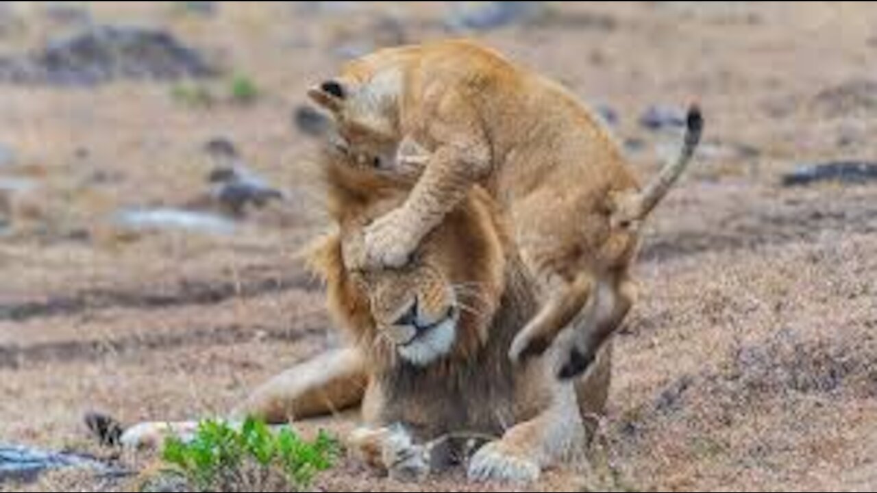 Lion cubs playing with daddy