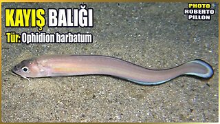 Kayış Balığı Hakkında Bilgi | Ophidion barbatum | Akdeniz Balıkları