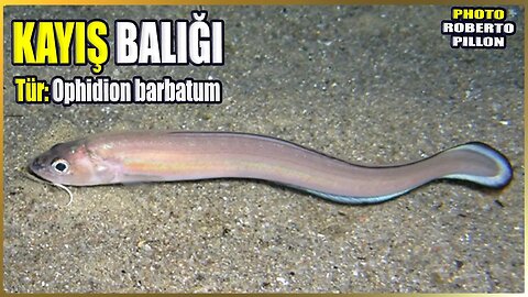 Kayış Balığı Hakkında Bilgi | Ophidion barbatum | Akdeniz Balıkları